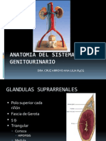 Anatomia Del Sistema Genitourinario