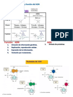 Estructura y Función Del ADN