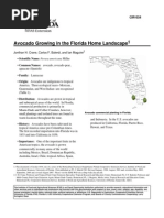 Avocado Growing in The Florida Home Landscape (University of Florida, CIR1034)