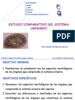 Sistema Urinario Comparada 1 Nopw