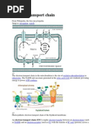 Electron Transport Chain