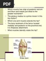 Knee Anatomy