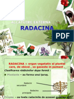 Radacini