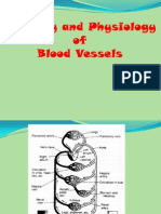 Anatomy and Physiology of BV