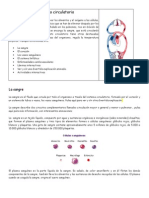 Material para Mapa Conceptual de La Circulacion