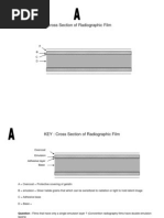 Cross Section of Radiographic Film