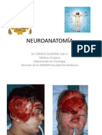 Neuro Anatomia