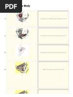 Printable Flashcard On Muscles of The Body - Free Flash Cards........