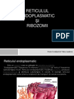 Reticulul Endoplasmatic