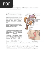 Las Glándulas Salivares