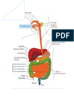 Aparato Digestivo