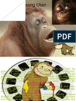 Orangutan