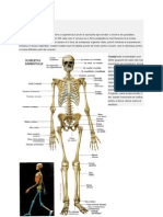 Sistemul Osos Sistemul Muscular La Om