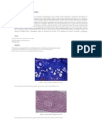 Observação de Cortes Histológicos de Gónadas de Mamiferos