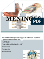 Meninges