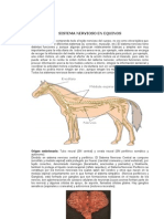 Sistema Nervioso Equino