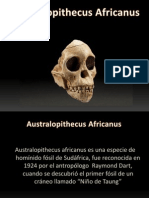 Australopithecus Africanus