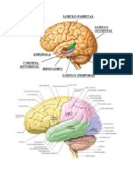 El Cerebro