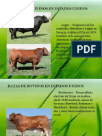 Razas de Bovinos PDF