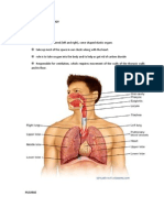 Vi. Anatomy and Physiology The Lungs Structure