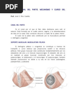 Apuntes Tema 8. Canal y Curso Del Parto