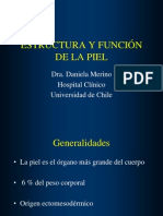 Estructura y Función de La Piel