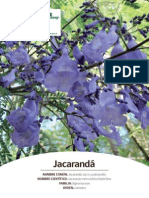 Jacaranda