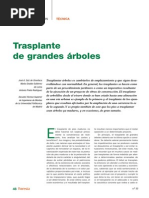 CT3 Trasplante de Grandes Arboles