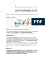 Fase Luminosa