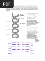 Cada Molécula de ADN Está Constituida Por Dos Cadenas o Bandas Formadas Por Un Elevado Número de Compuestos Químicos Llamados Nucleótidos