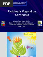 Fisiología Vegetal en Aeroponía