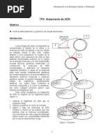Aislamiento de Adn