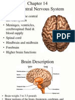 14 The Central Nervous System