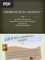 Morfología Animal