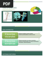 Vias Eferentes