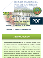 Exposicion de Plagas en Yuca