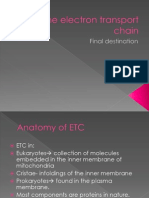 The Electron Transport Chain