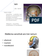 Stagiul 1 Nervul Trigeme