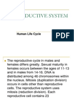 Reproductive System: Human Life Cycle