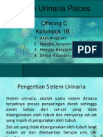 Sistem Urinaria Pisces