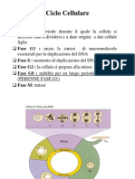 Ciclo Cellulare