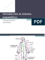 Introducción Al Sistema Esquelético