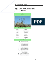 Manejo Del Cultivo de Trigo