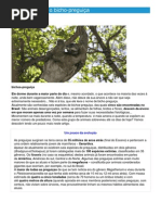 Bicho-Preguiça - Ficha Do Animal - Como Funciona o Bicho-Preguiça PDF