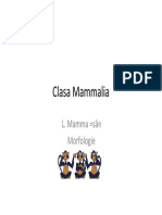 Clasa Mammalia