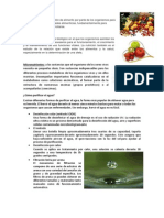 Alimentación Es La Ingestión de Alimento Por Parte de Los Organismos para Proveerse de Sus Necesidades Alimenticias