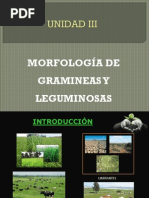 Morfologia de Gramineas y Leguminosas