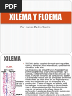 Xilema y Floema