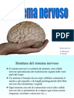 Sistema Nervoso