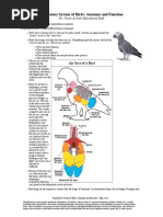 Respiratory System of Birds Anatomy and Function - PD